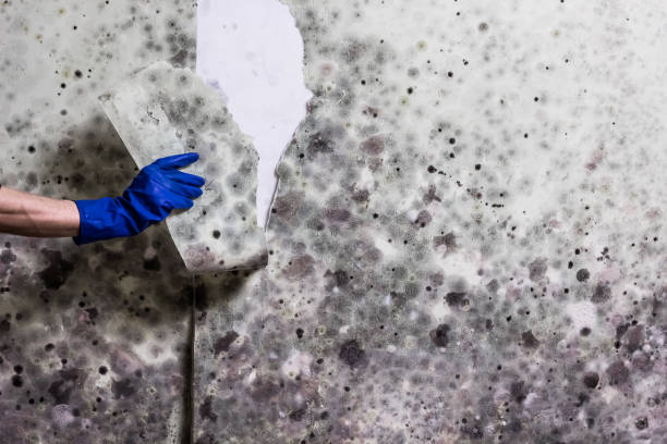 Crawl Space Mold Removal in Colonia, NJ